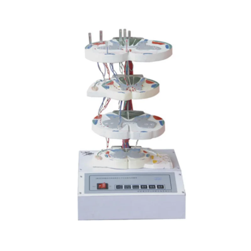 

BIX-A2125 медицинская обучающая внутренняя структура верхнее-нижнее волокно спинномозгового шнура электрическая модель