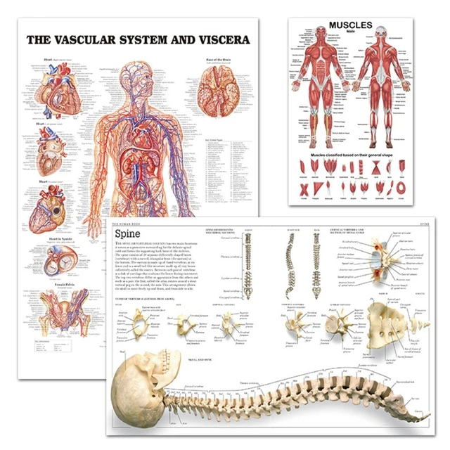 Front Muscles Anatomy