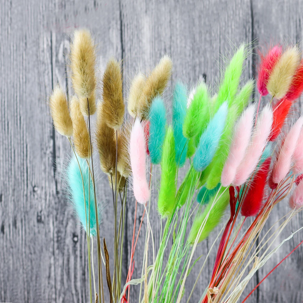 20 x Rabbit Tail Grass Bunny Tails Dried Flowers Lagurus Ovatus Plant Stems  UK