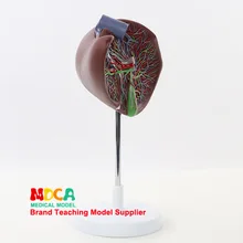 Человеческая модель в 1,5 раз с сердечно-сосудистой печенью и желчным пузырем модель гепатобилиарной пищеварительной медицины обучение Mgz002