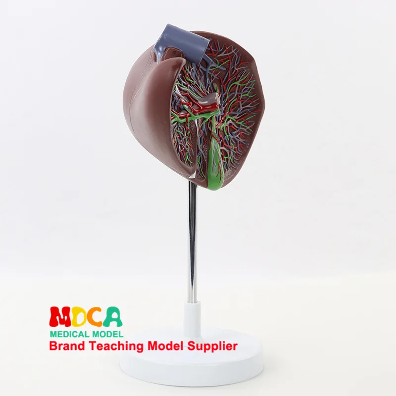 

Human 1.5 Times Liver Model with Vascular Liver And Gallbladder Model Hepatobiliary Digestive Medicine Teaching Mgz002
