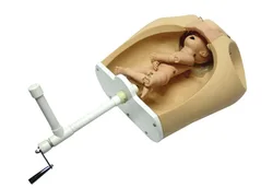 Modelo de enseñanza de Manual, mecanismo de entrega, enseñanza de anatomía, división