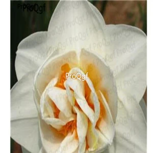 

Ngryise 30Pcs A Set Narcissus tazetta