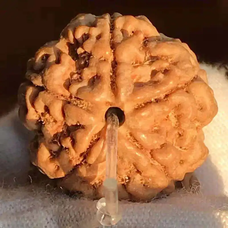 Бусины Rudraksha Bodhi Real Nepal большие 5 педалей семена 18 19 мм лицевых промасленных