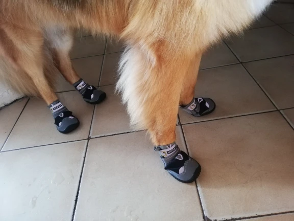 Sapatos p cães