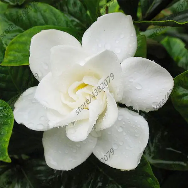 

2pcs Gardenia