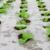 0.02 мм 5 Отверстий Черная Пленка Hi-Quality Vegetable Garden Plants Grow Films Protection Cover Теплица Перфорированная PE Мульчирующая пленка
