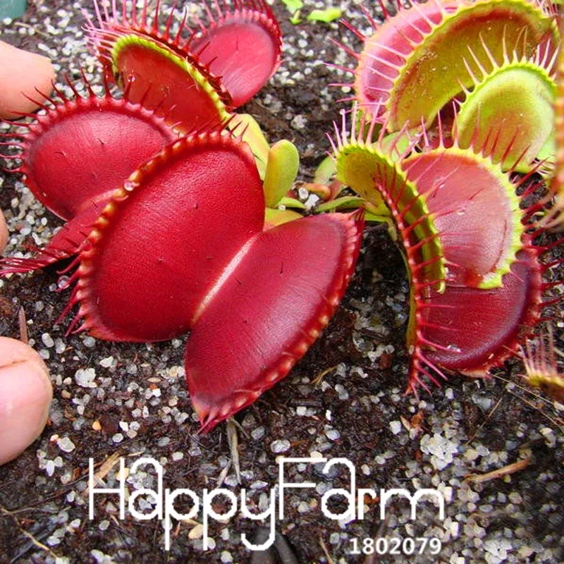 Новинка! 3 вида Flytrap Флорес бонсай в горшках Dionaea muscipola растение плантас Терраса Сад плотоядное растение Плант 100 штук