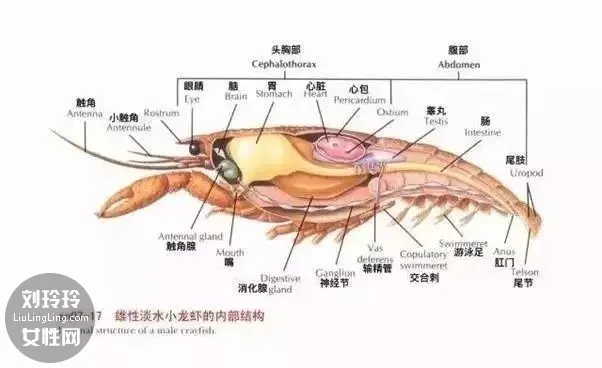 С���r�óԵ��^�����S��Äe�ԣ�С���r����ǰ��2
