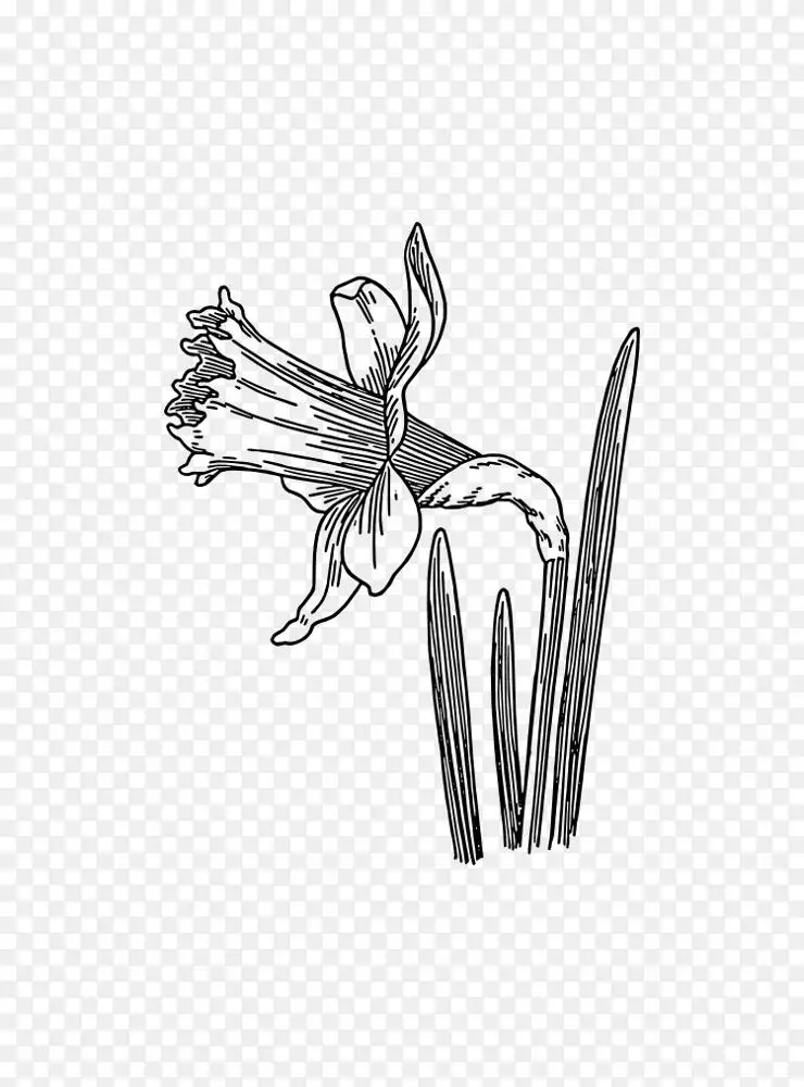 画水仙花线艺术剪贴画水仙花画png图片素材免费下载 图片编号 Png素材网