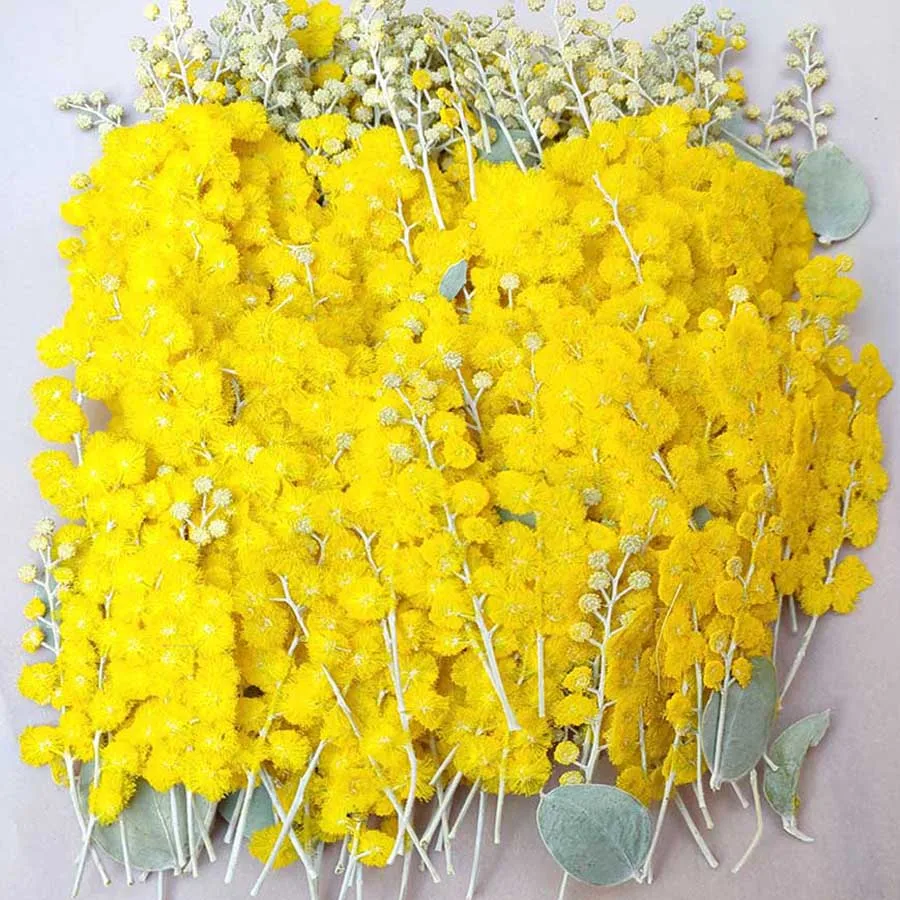 Small Dried Flowers for Resin, Dried Mimosa Flower for Resin
