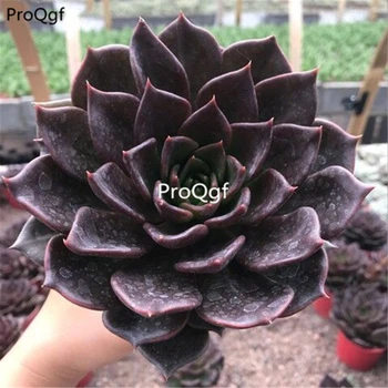 

Ngryise 2pcs a set echeveria black prince