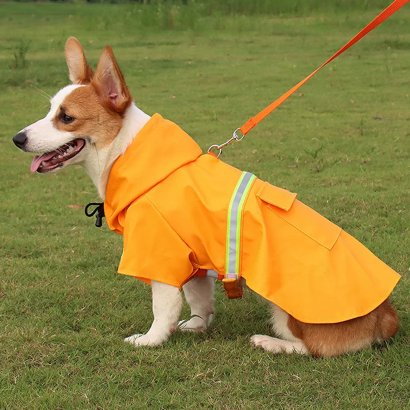 acessórios para cães