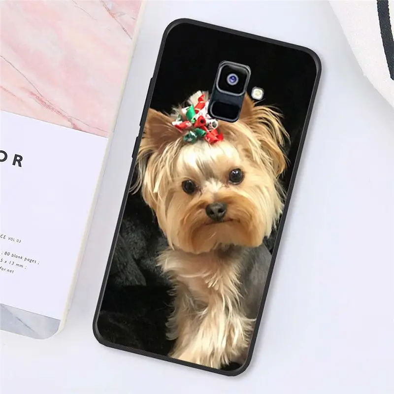 Yorkshire terrier dog