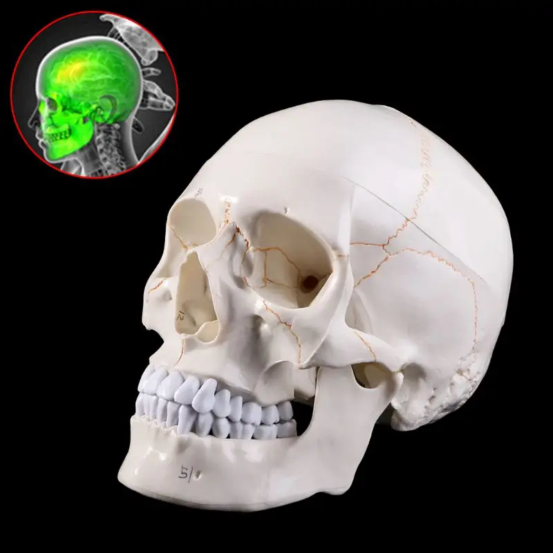 Realistic 1:1 Human Head Skull Anatomical Medical Teaching Skeleton Model 