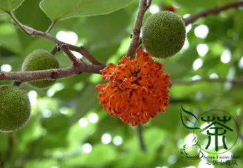 

Broussonetia Papyrifera Paper Mulberry Gou-Shu