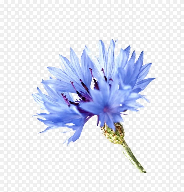 蓝色玫瑰 玉米花植物象征 花png图片素材免费下载 图片编号 Png素材网