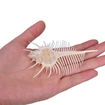 

5-14cm Collector Seashells Fish Tank And Shell Natural Conch Sea Shells Murex Ramosus Shells For Home Decorations