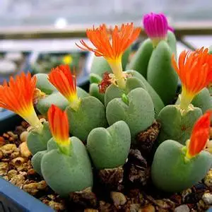 50 шт. свежие настоящие литопсы Aizoaceae псевдоtruncatella суккулент Semillas микс~ живые камни красочные лица sementes