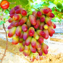 Промо-акция! 100 шт./пакет Красота палец винограда карликовые деревья передовые фрукты растительный натуральный состав роста винограда сладкий Kyoho сад,# XDK3WM