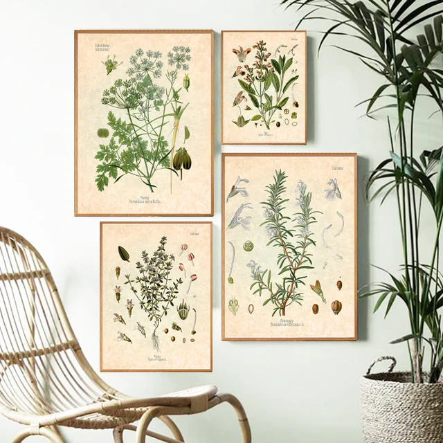 Fysica module bijnaam Kruiden Kruiden Print Vintage Botanische Poster Peterselie Sage Rozemarijn  Tijm Culinaire Wall Art Foto Canvas Schilderij