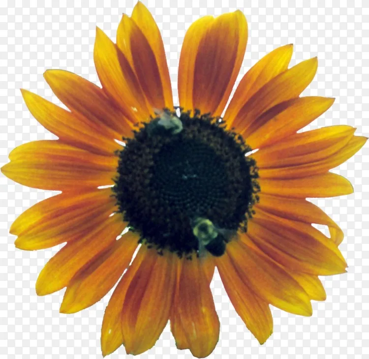 普通向日葵园俱乐部园艺 苗木png图片素材免费下载 图片编号 Png素材网