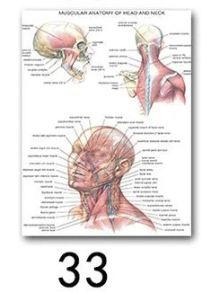 33 Настенная художественная картина, человеческое тело, медицинская образовательная карта, плакат, Анатомия человека, Мышечная система, шелковая ткань, живопись, домашний декор - Цвет: 33