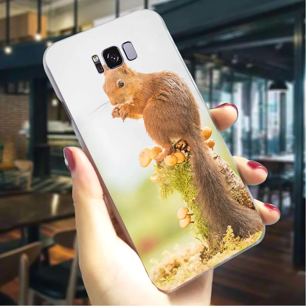 Жесткий чехол для телефона с милой белкой Galaxy A50 A3/A5 A6 A8 Plus/A7 A9 2018 A10 A20 A30 A40 A60 A70