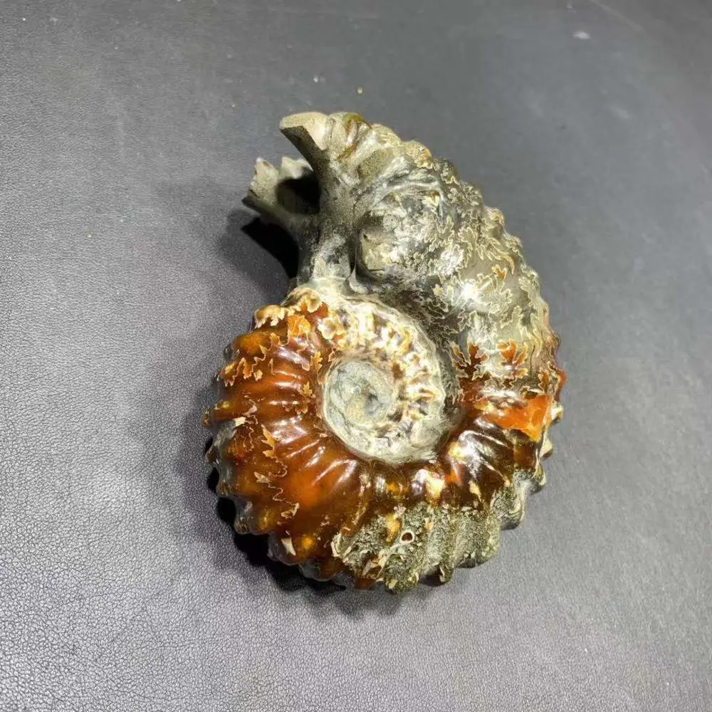 

natural horn screw fossil beautiful fossil crystal craft for home decoration