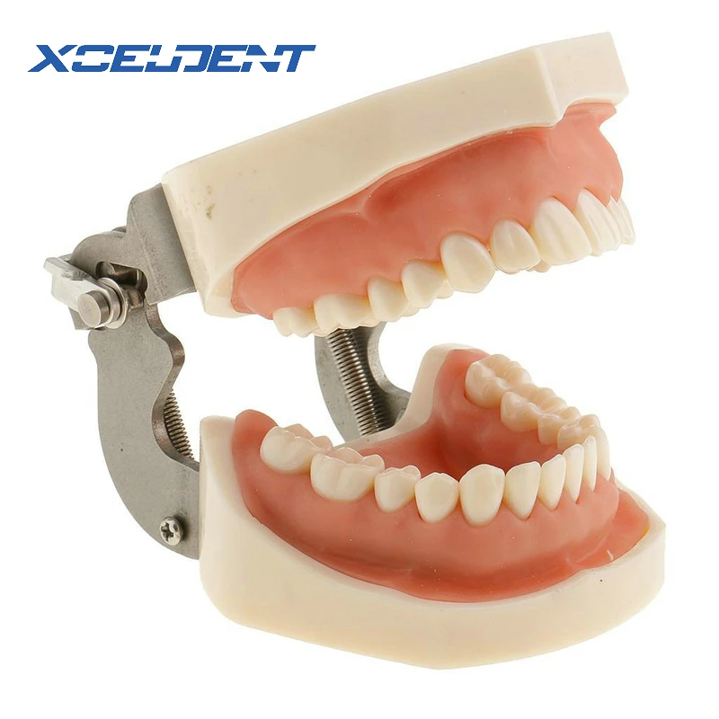 Goede 1 Pcs Zachte Gom Alle Verwijderbare Dental Tanden Model 28 Stuks Tanden Tandheelkundige Model Voor Nieuwe Tandarts Traning In De school