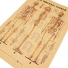 DLKKLB The Skeleton of The Body Structure Nervous System Vintage Poster Home Dorm Room Decor Painting 51.5x35.5cm Wall Sticker ► Photo 2/6