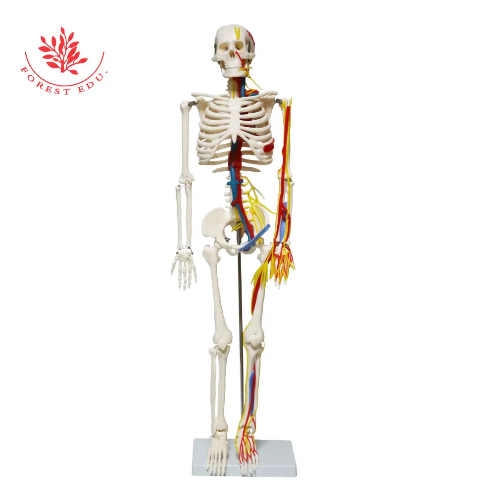 85cm Human FRT013 Skeleton Anatomical Model 1/2 Life Size Include Nerve Blood Vessels,Heart Medical Science Teaching Resource