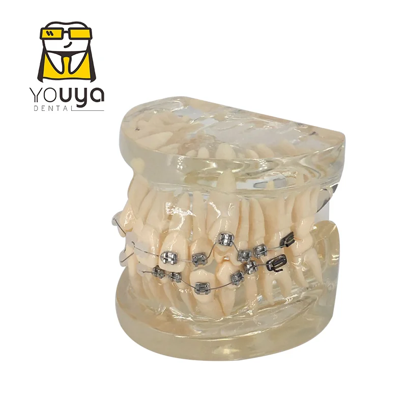 2 Pz odelli di Insegnaento Dentale, odello Standard Dentale Adatto 2 Pz odelli di Insegnaento Dentale, odello Standard Dentale Adatto