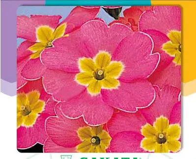 50 шт. примулы «Mixed» Примула легко DIY домашний сад - Цвет: 4