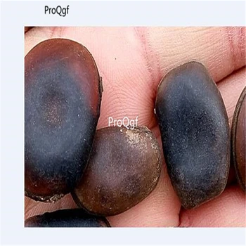 

Ngryise 50pcs Mucuna sempervirens