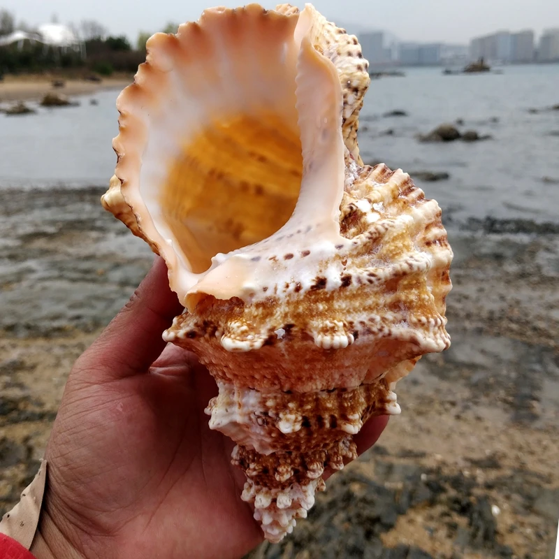 Large natural sea shells beach shell specimen for fish tank fishing net schelp nautical home decor Wedding Party Decor Crafts