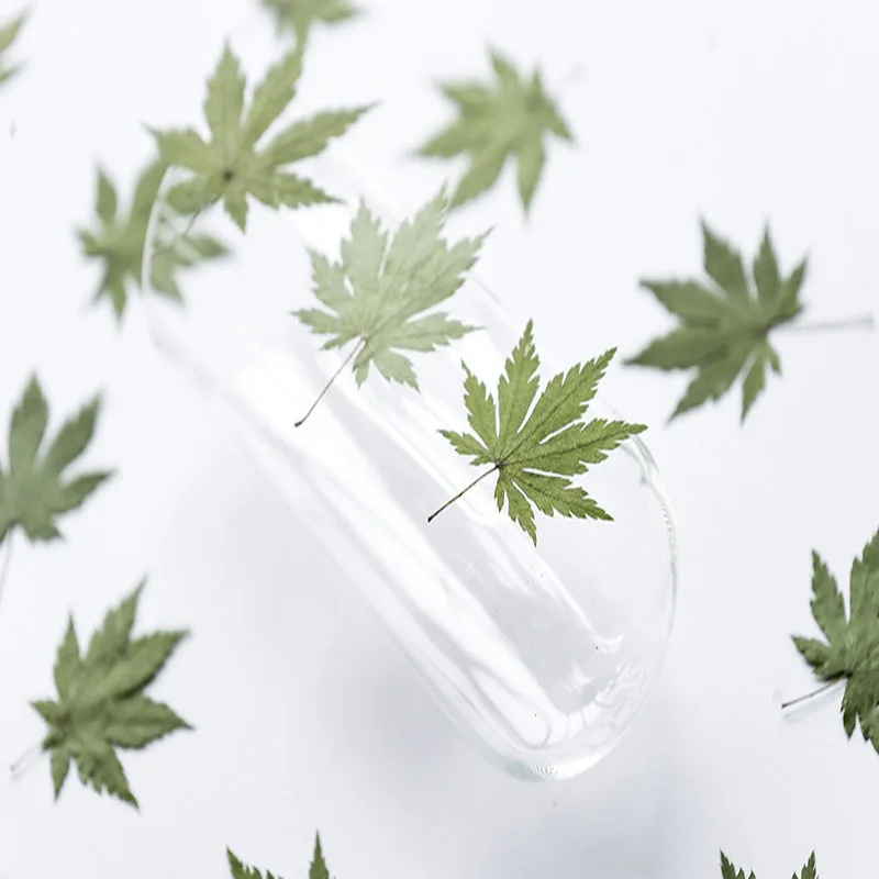 60pcs Dried Pressed 3-6cm Natural Green Maple Leaf Plant Herbarium For Jewelry Bookmark Postcard Phone Case Invitation Card DIY | Дом и сад