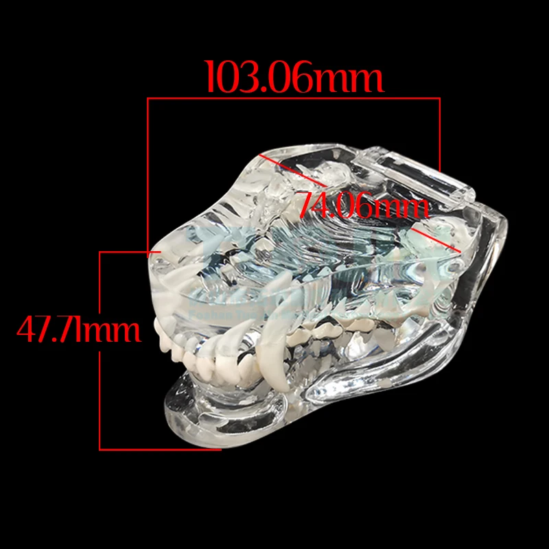 dentes de cão modelo de odontologia canina