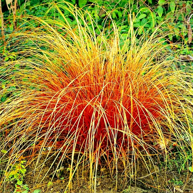 6 100 шт./пакет овсяница травы(Festuca glauca) Сад засухоустойчивых декоративная трава flores многолетнее бонсай растения для домашнего использования - Цвет: 6