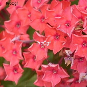 

Ngryise 500Pcs A Set Hydrangea rare