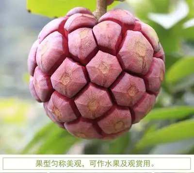 10 шт. Свежие Редкие Kadsura coccinea Oo-морозостойкие-фруктовое дерево F(Hei-lao-hu - Цвет: 5