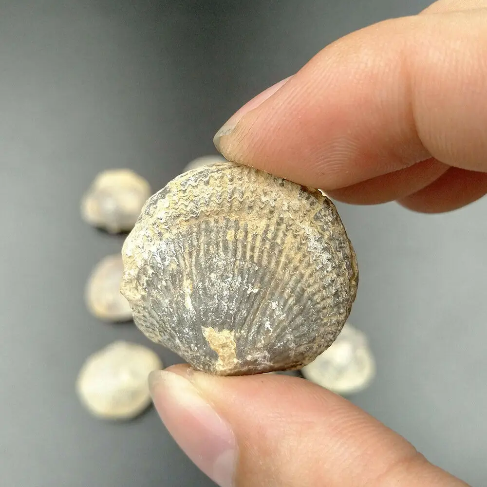 Натуральный Atrypa ретикулярис окаменелые морские окаменелости Devonian период камень образец научный образец