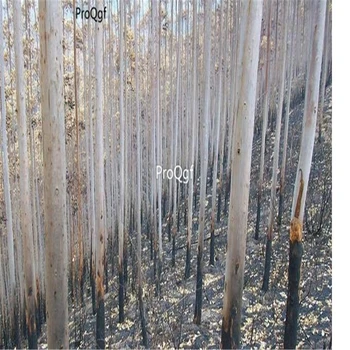 

Ngryise 3000pcs Eucalyptusrobusta Smith