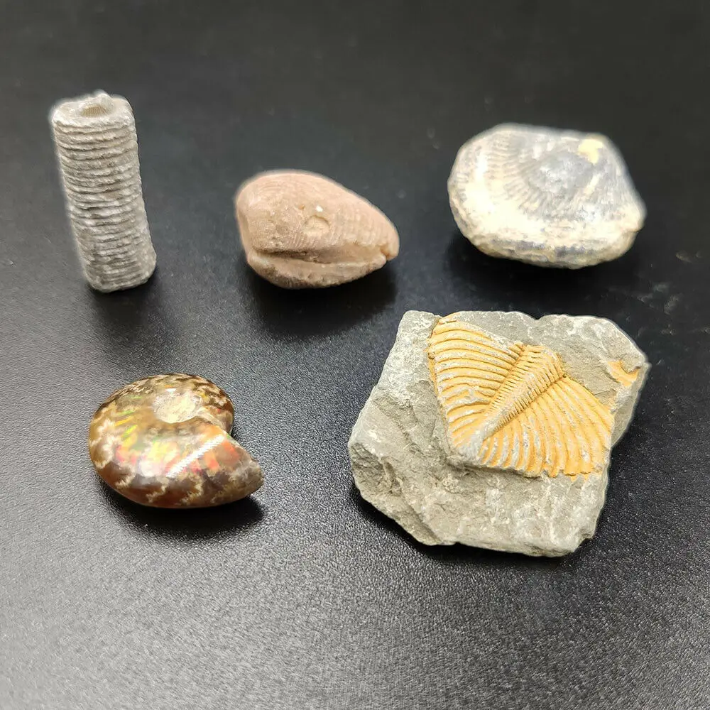 5 шт аммонит трилобит хвост криноид атрипа цветок моллюски Fossil 100% натуральный