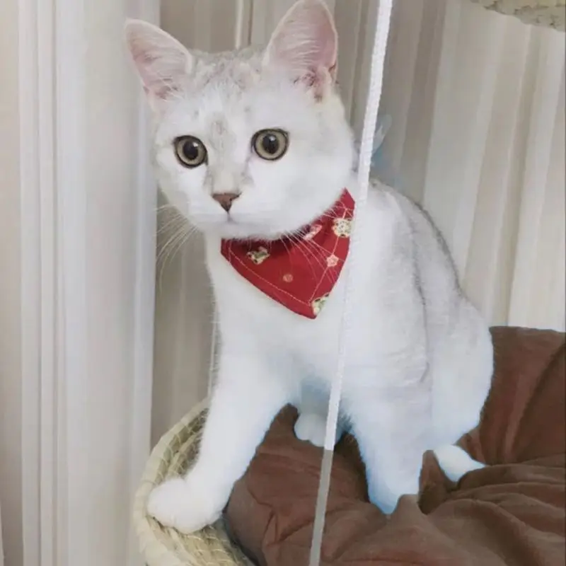 Кошка гамак кровать Клетка для домашних животных подвесная кровать для кошек/маленьких собак/кроликов/других маленьких