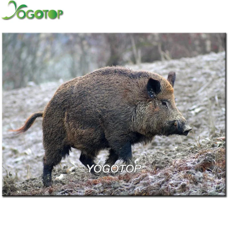 Diamond embroidery Wild boar full square round Painting Cross Stitch scenery puzzle Rhinestone Home Decor YY2449 | Дом и сад