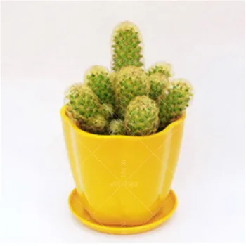 

Plant Bath Salts 100Pcs Small Cactus Essence ZWPZ-04