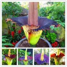 10 шт./пакет тело цветочных растений, Titan arum также известен как "тело цветок» или «тело», бонсай растения для дома и сада