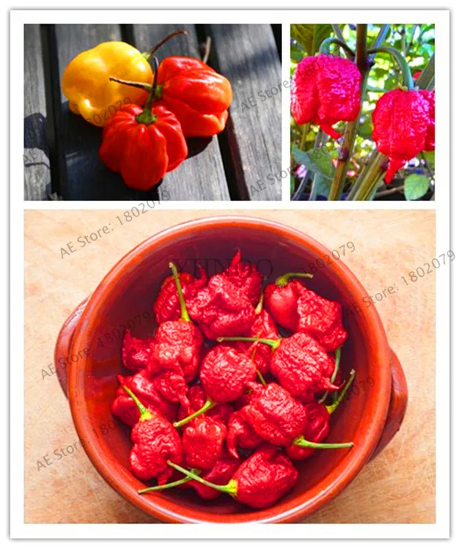 Подлинный! 200+ Trinidad Scorpion горячий перец бонсай, Скорпион Moruga перец растения легко выращивать,#5AIR66