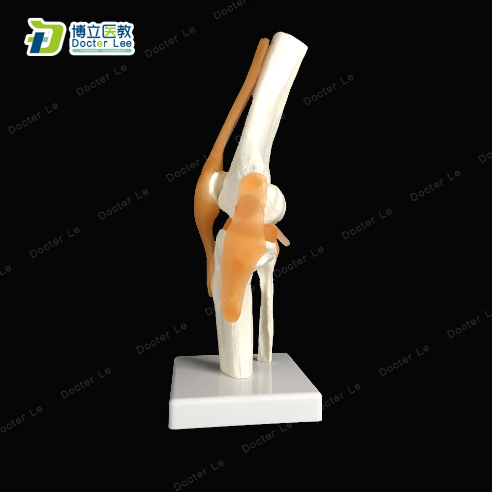 Precio reducido BOLI/ Flexibel humanos de la articulación de la rodilla con modelo de ligamentos esqueleto anatomía en enfermería y Traumatología maniquí tren p3KDXgzZV